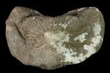 Huge, Fossil Crusher Shark (Ptychodus) Tooth - Kansas #152255-1